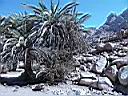 Sinai 3